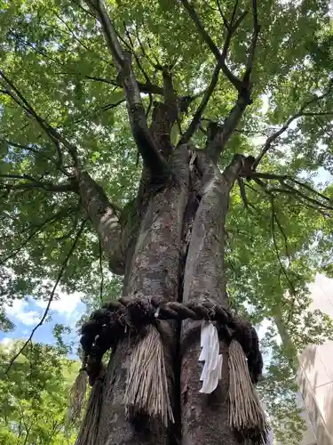 子安神社の自然