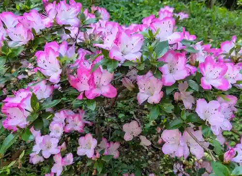 虻田神社の自然
