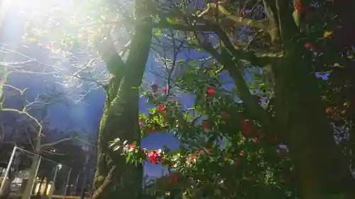 尾張大國霊神社（国府宮）の自然