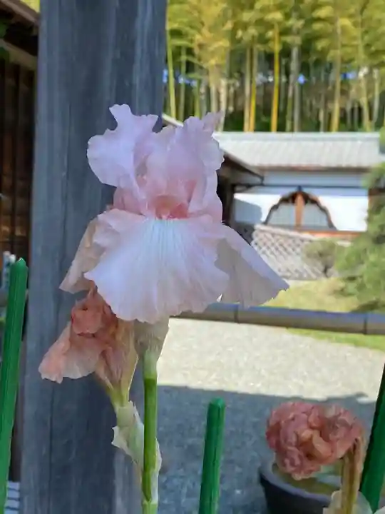 妙蓮寺(神奈川県)