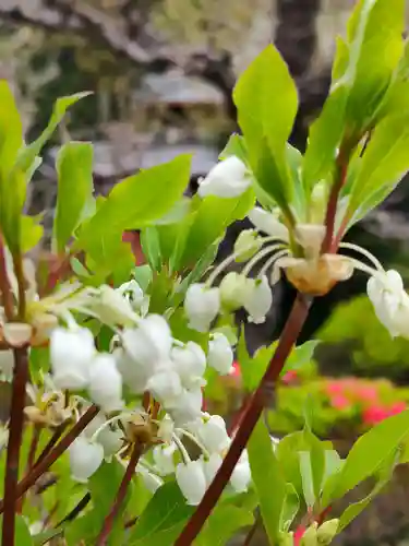 常照院（曼陀羅寺塔頭）の自然