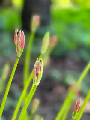 山宮浅間神社(静岡県)