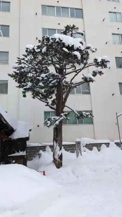 三吉神社の自然