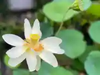 伊勢の国 四天王寺の自然