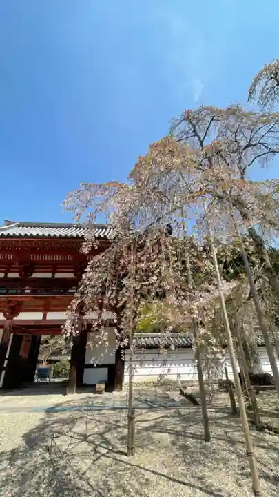 金剛寺の自然