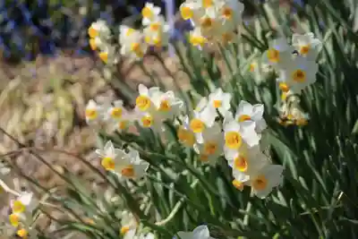 正法寺(京都府)