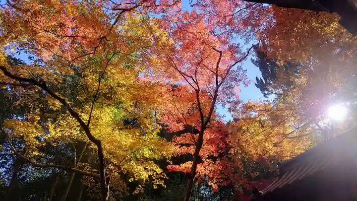 井山 宝福寺(岡山県)