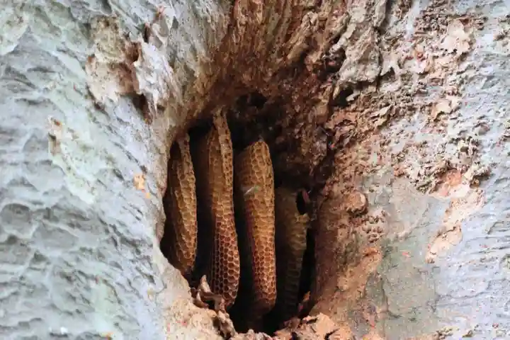愛宕神社の自然