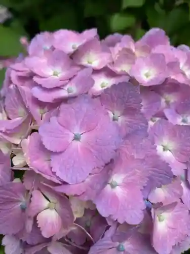 本土寺(千葉県)