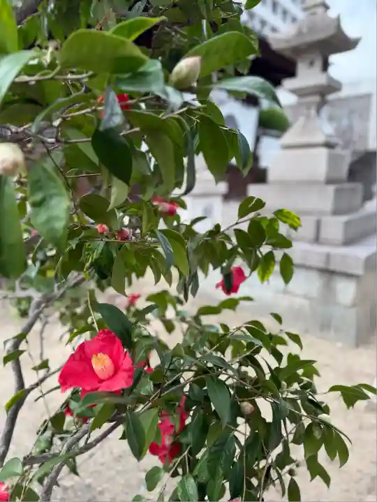 お菊神社(兵庫県)