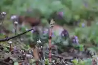 高司神社〜むすびの神の鎮まる社〜の自然