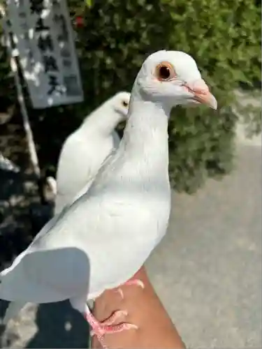 旗上弁財天社(神奈川県)