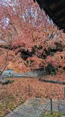 勝林寺(京都府)