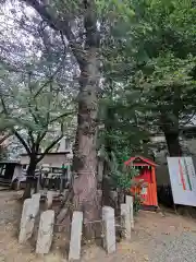 池尻稲荷神社の自然