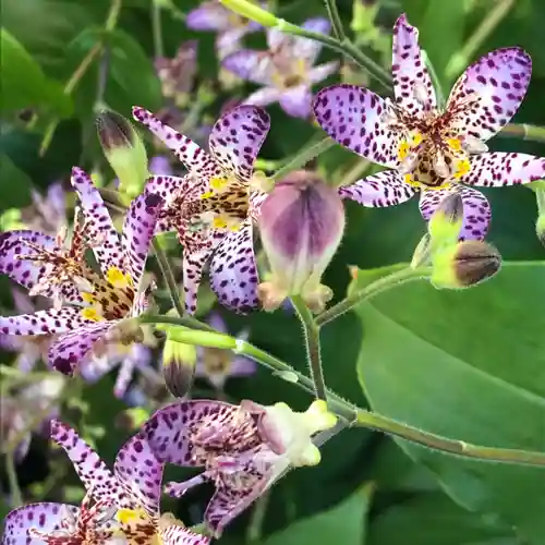阿佐ヶ谷神明宮(東京都)