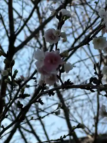 日吉八王子神社の自然