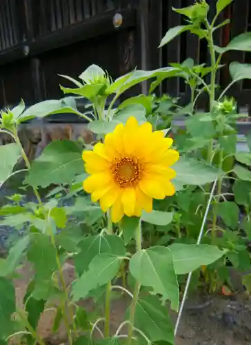 札幌護國神社の自然