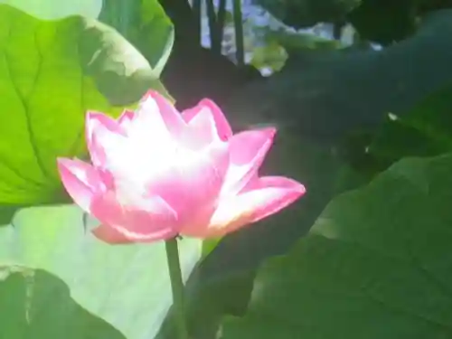 鶴岡八幡宮の庭園