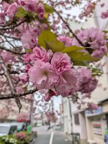 桜神宮(東京都)