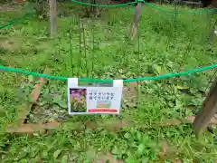 上戸田氷川神社の自然