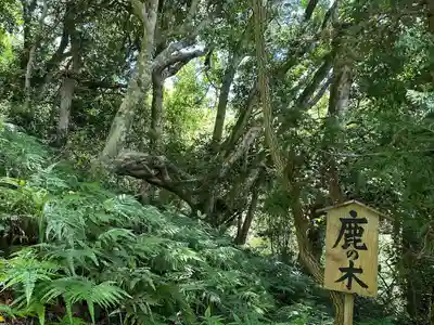 天津神明宮(千葉県)