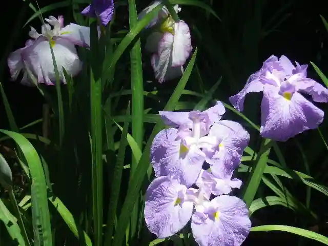 葛原岡神社の自然