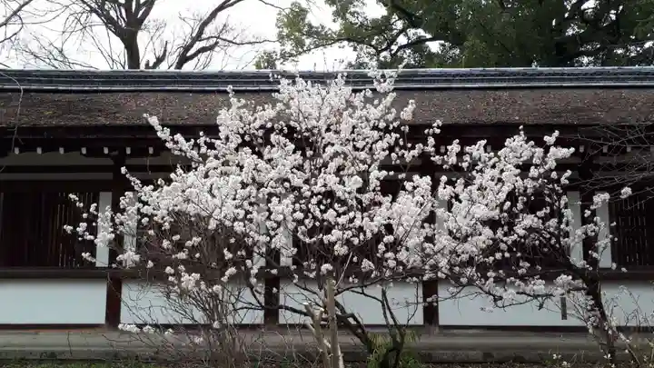 平野神社の自然