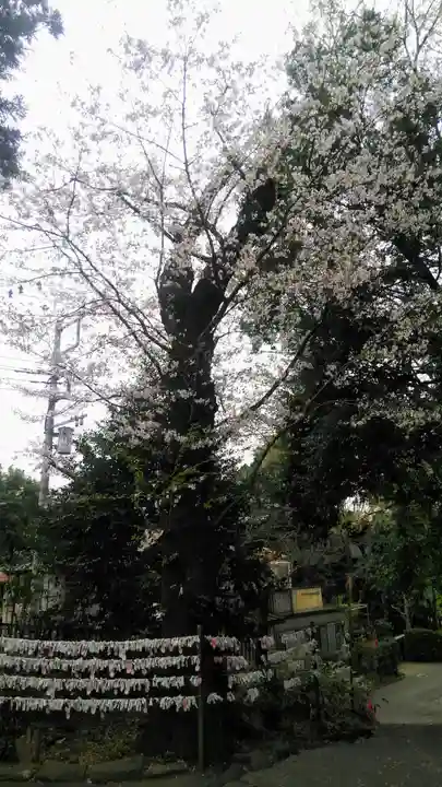 南沢氷川神社の自然