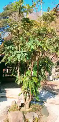 塚崎神明社(千葉県)