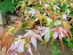 滑川神社 - 仕事と子どもの守り神の自然