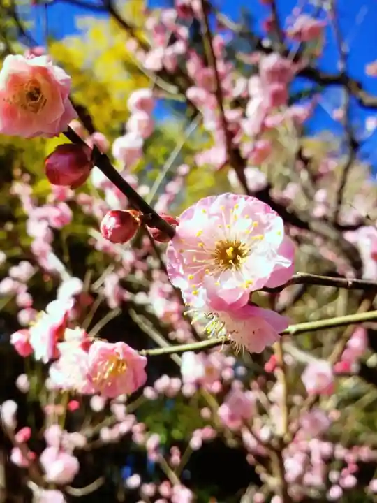 妙法寺(東京都)