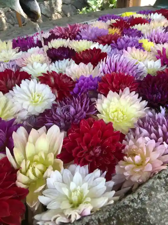 岡寺(龍蓋寺)の手水舎