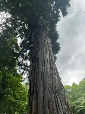 戸隠神社中社の{uncategorized: "未分類", other: "その他", undefined: "問題あり", building: "その他建物", grave: "お墓", sacred_gate: "鳥居", guardian: "狛犬", statue: "像", buddha: "仏像", history: "歴史", nature: "自然", garden: "庭園", animal: "動物", pagoda: "塔", temizu: "手水舎", mountain_gate: "山門・神門", sanctuary: "本殿・本堂", subordinate: "末社・摂社", art: "芸術", scenery: "景色", jizo: "地蔵", ema: "絵馬", goshuin: "御朱印", omikuji: "おみくじ", items: "授与品その他", amulet: "お守り", goshuincho: "御朱印帳", eats: "食事", festival: "お祭り", votive_dance: "神楽", shichigosan: "七五三参", wedding: "結婚式", experience: "体験その他", initially: "初詣", around: "周辺", anti_infection: "感染症対策"}