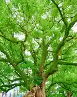 諫早神社(九州総守護 四面宮)(長崎県)