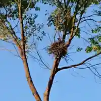 三輪神社の動物