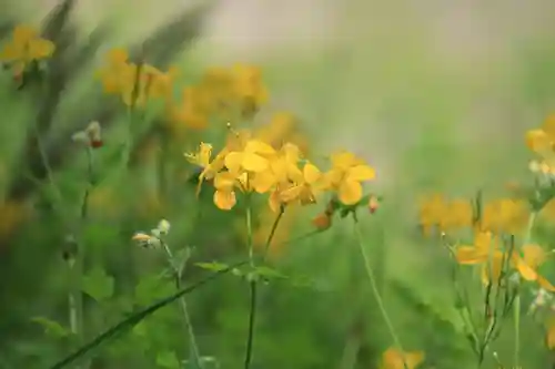 三春大神宮の庭園