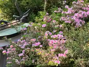 大山祇神社の自然(2022年04月20日(水) 22時17分28秒投稿)