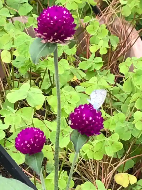 今戸神社の自然