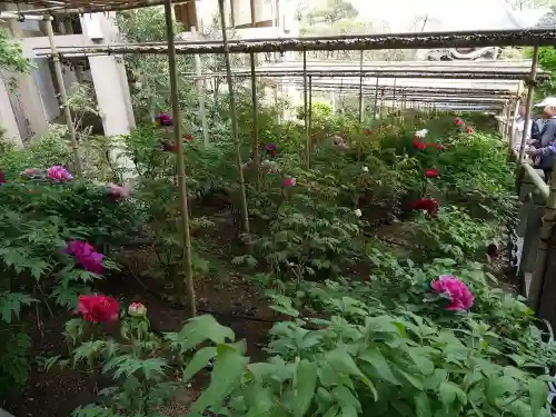 東長谷寺　薬王院の自然