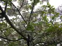 旗上弁財天社の自然