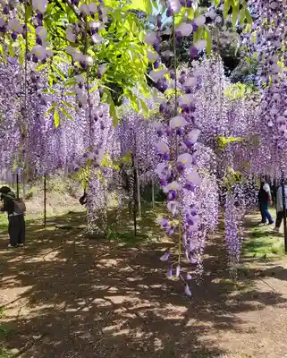 天台宗 五大山 白毫寺(兵庫県)