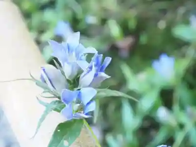 明月院(神奈川県)