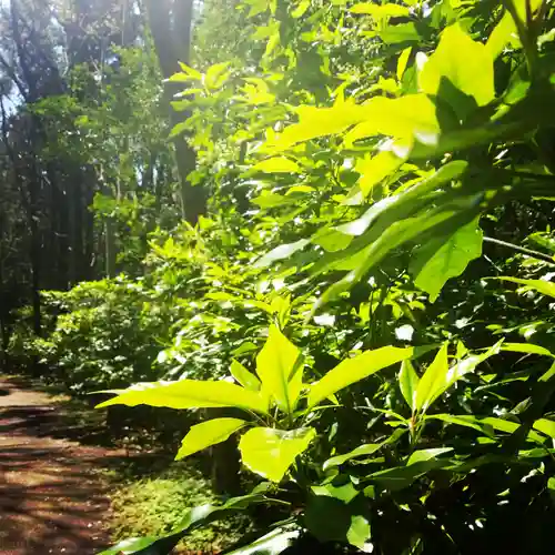 鹿島神宮の自然