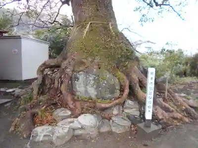 高橋西神社の自然