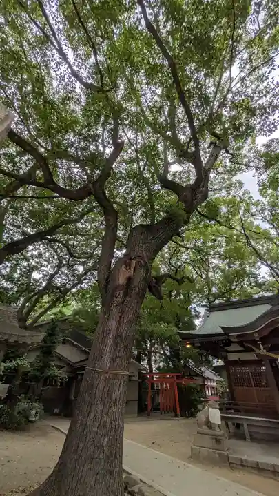 天神社(桑津天神社)(大阪府)
