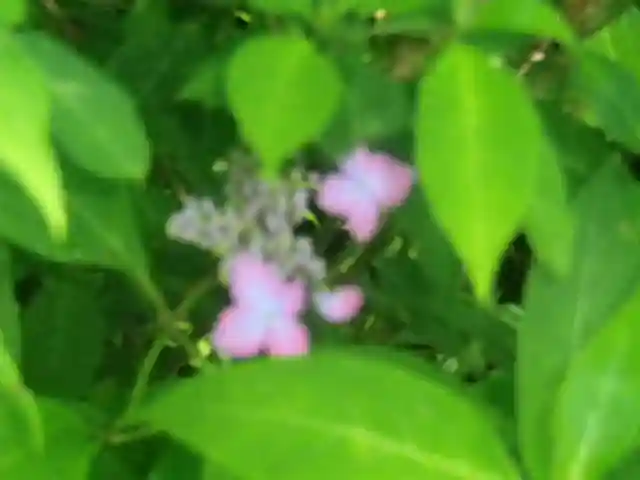 御霊神社の自然