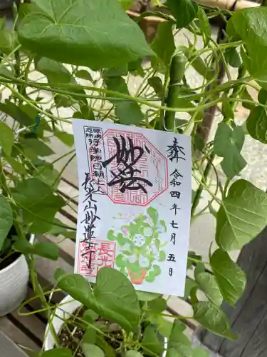 妙蓮寺の御朱印