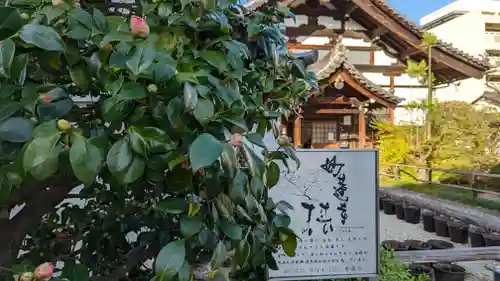 妙蓮寺(京都府)