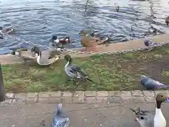 寛永寺不忍池弁天堂の動物