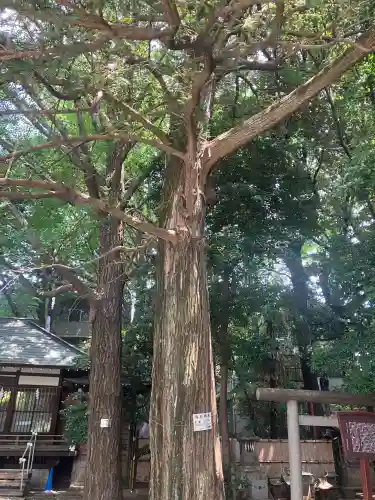 ときわ台天祖神社(東京都)
